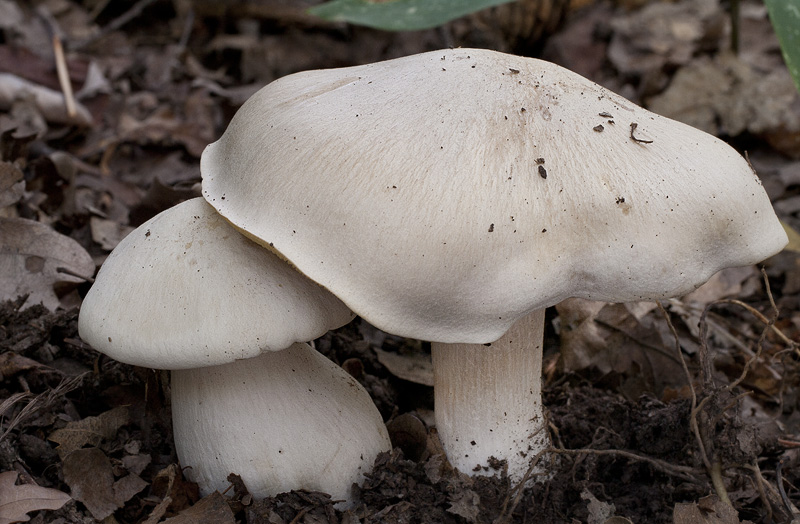 Entoloma sinuatum